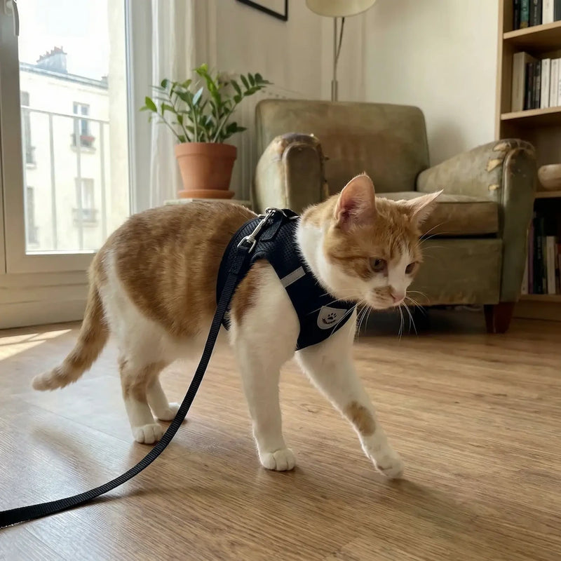 Harnais chat réglable et respirant + laisse offerte – Anti-fugue & confort